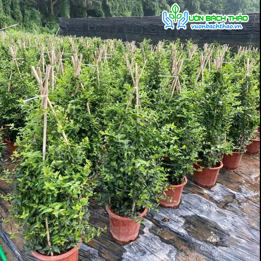 Cây Nguyệt Quế Leo