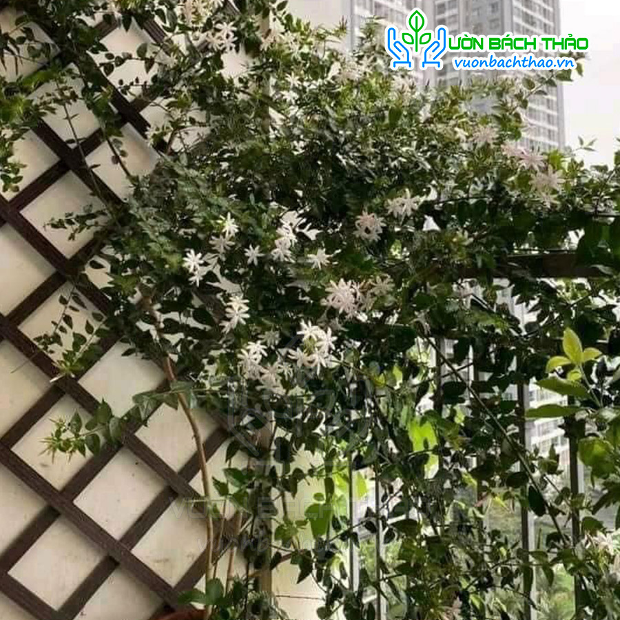 Cây Nguyệt Quế Leo