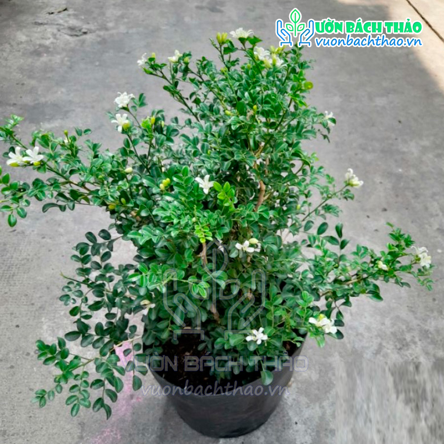 Cây Nguyệt Quế Thái Siêu Bông