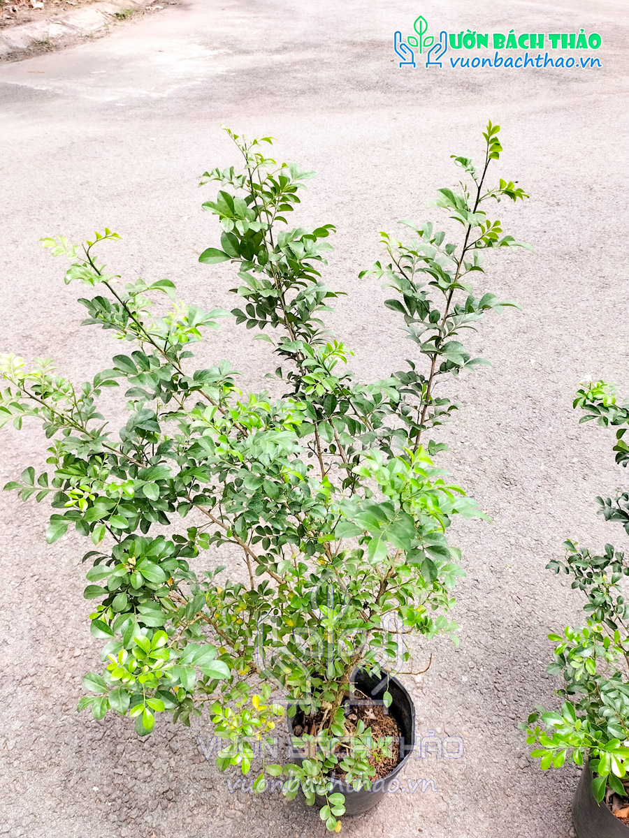 Cây Nguyệt Quế Thái Siêu Bông