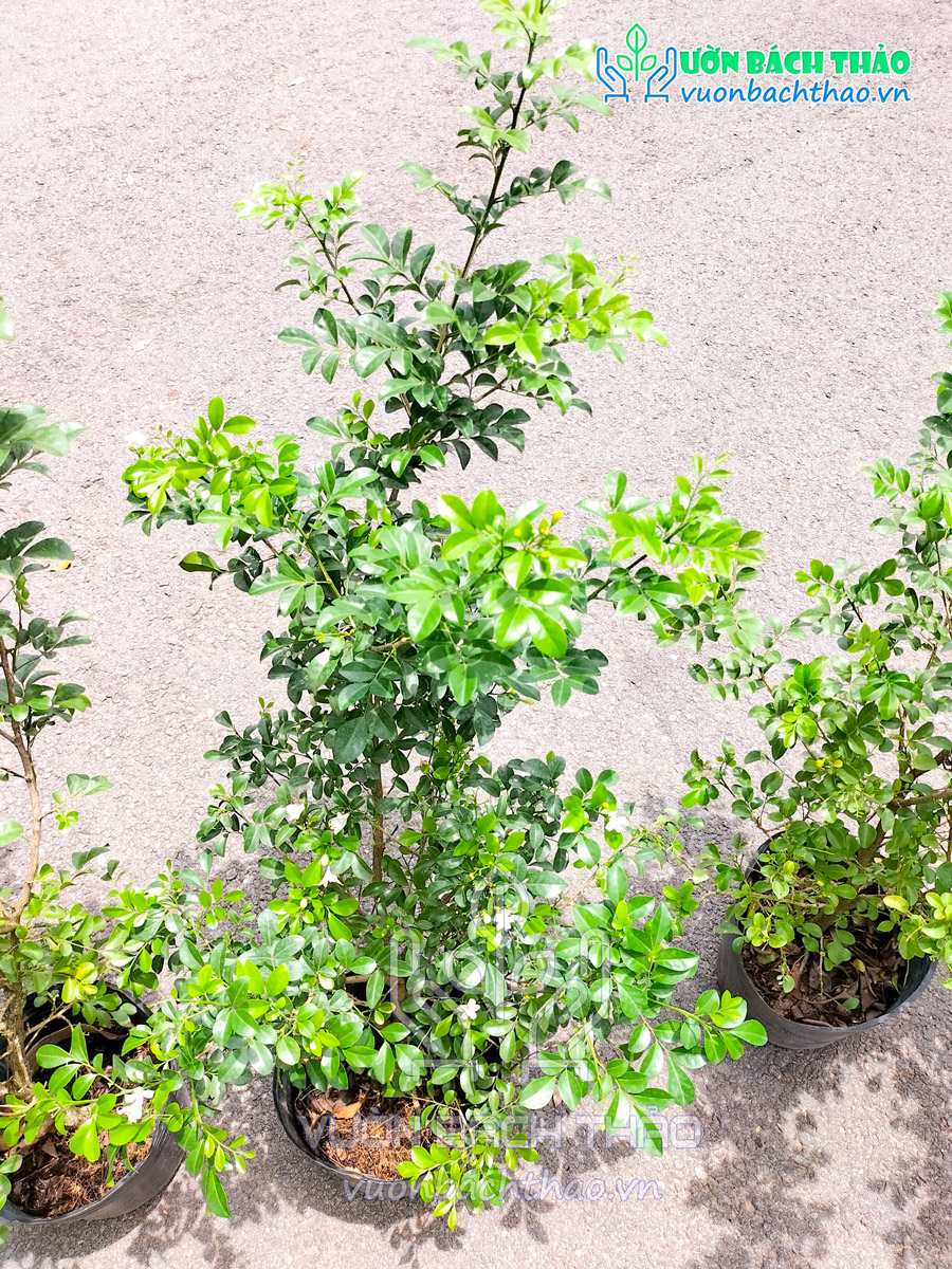 Cây Nguyệt Quế Thái Siêu Bông
