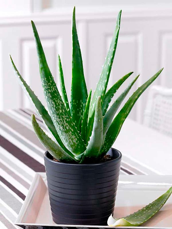 Cây Nha Đam (Lô Hội)