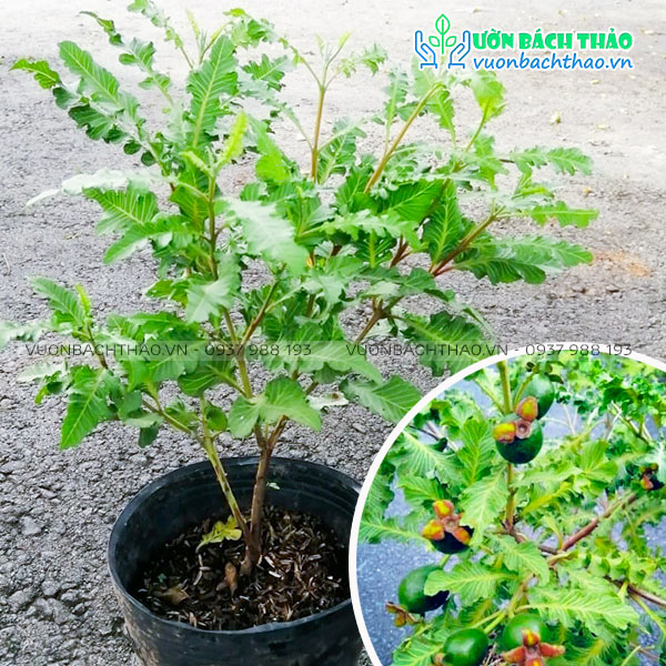 Cây Ổi Đuôi Phụng