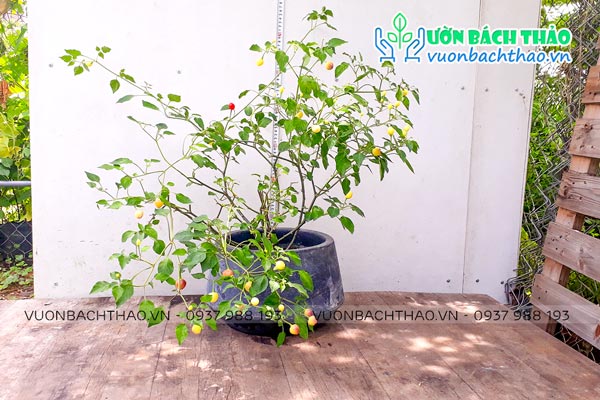 Cây Ớt Cảnh