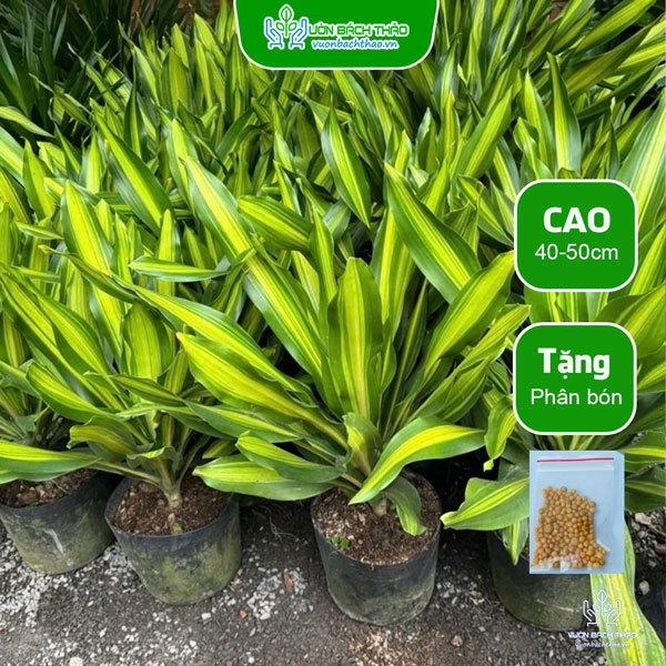 Cây Phát Tài Đài Loan