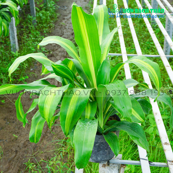 Cây Phát Tài Đài Loan