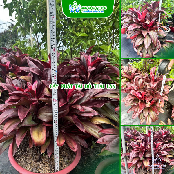 Cây Phát Tài Đỏ Thái Lan
