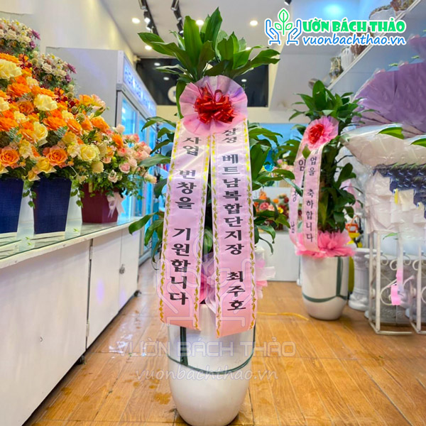 Cây Phát Tài Khúc Tặng Khai Trương, Tân Gia