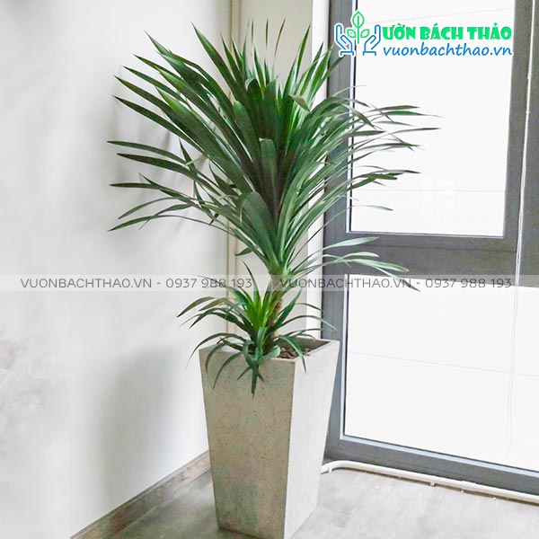 Cây Phát Tài Núi Chậu Đứng