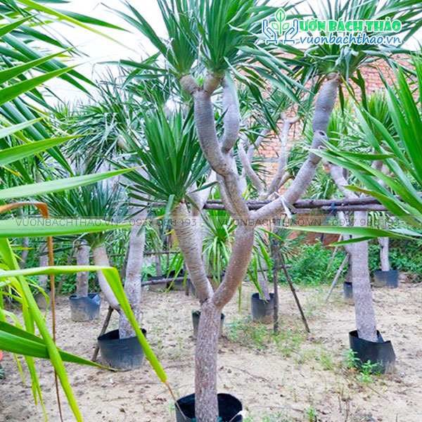 Cây Phát Tài Núi (Đại Lộc)