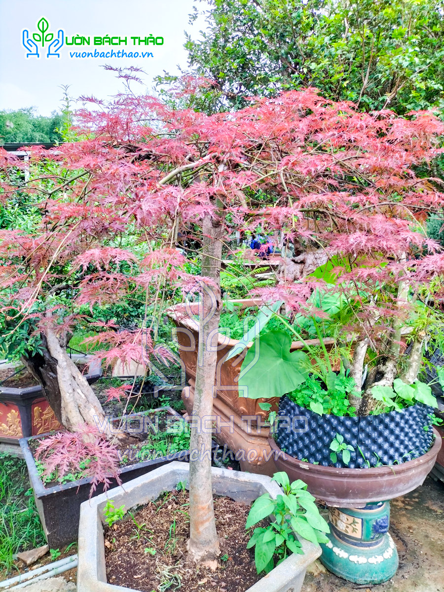 Cây Phong Lá Đỏ