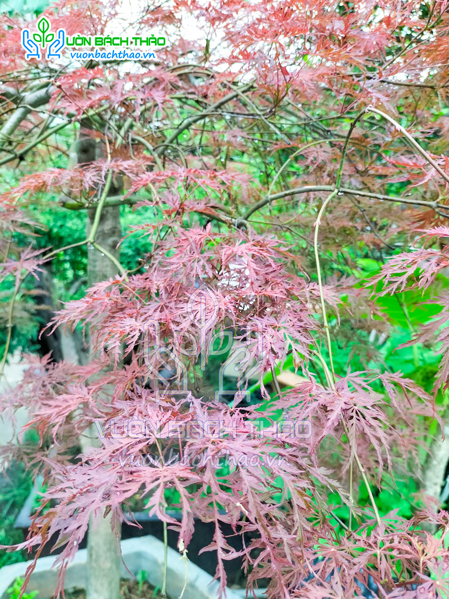 Cây Phong Lá Đỏ