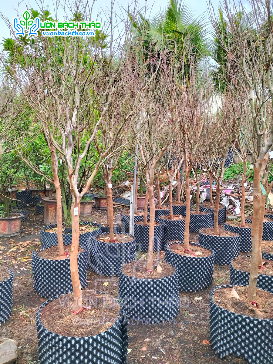 Cây Phong Lá Đỏ