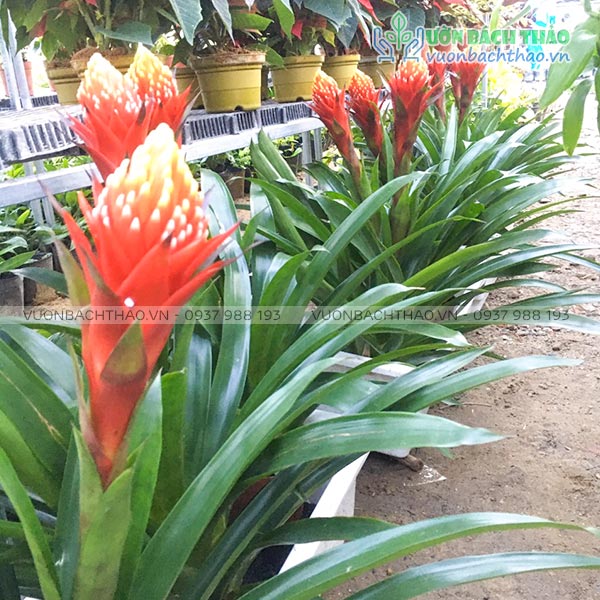 Cây Phong Lộc Hoa (Dứa Cảnh Nến)