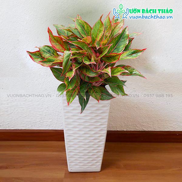 Cây Phú Quý Chậu Đứng