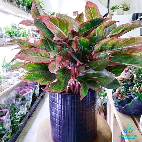 Cây Phú Quý Để Bàn