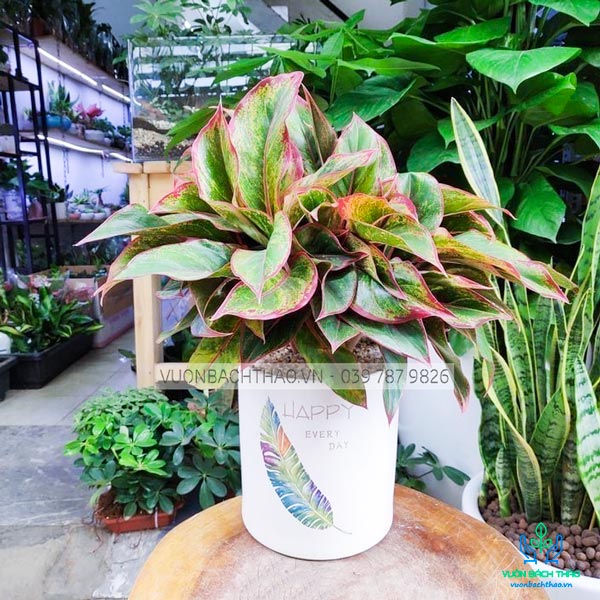 Cây Phú Quý Để Bàn