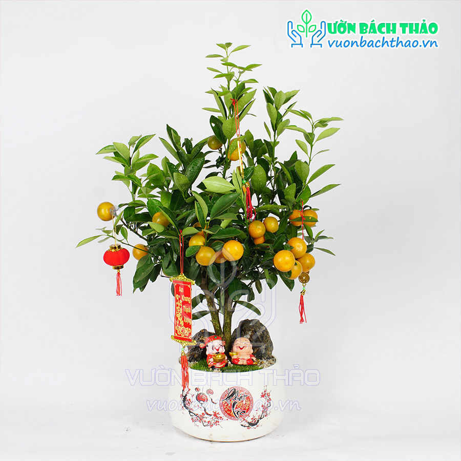 Cây Quất Phát Tài Để Bàn Trưng Tết