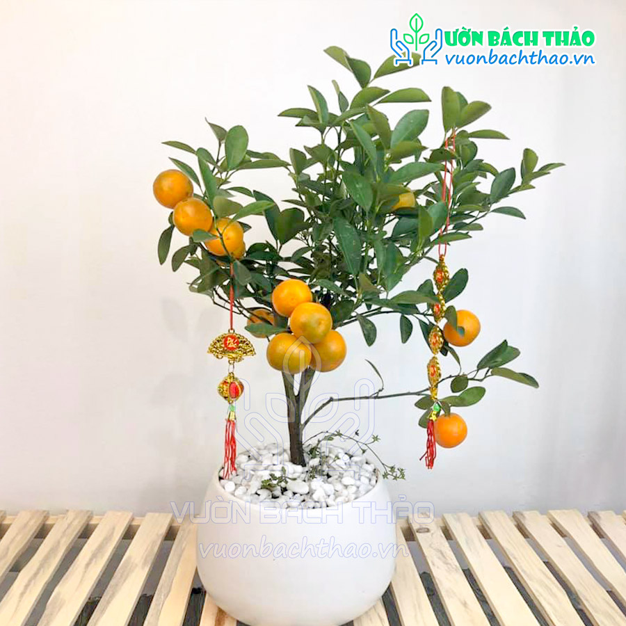 Cây Quất Phát Tài Để Bàn Trưng Tết