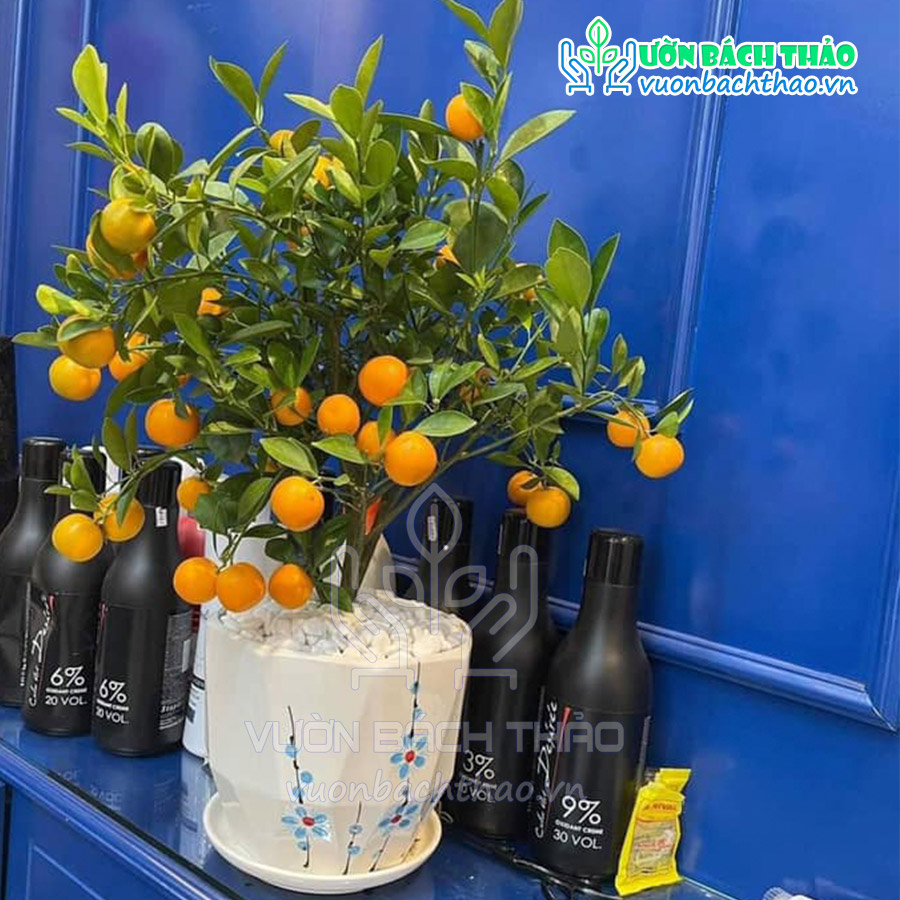 Cây Quất Phát Tài Để Bàn Trưng Tết