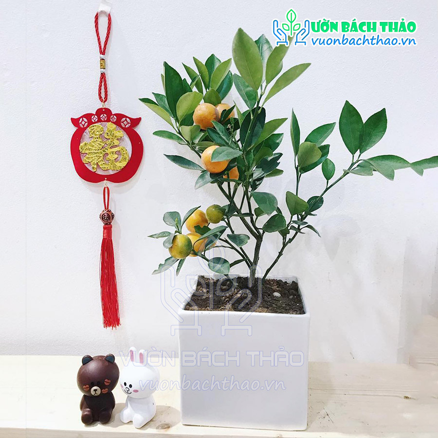 Cây Quất Phát Tài Để Bàn Trưng Tết