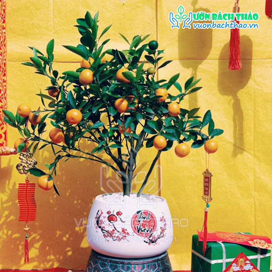 Cây Quất Phát Tài Để Bàn Trưng Tết