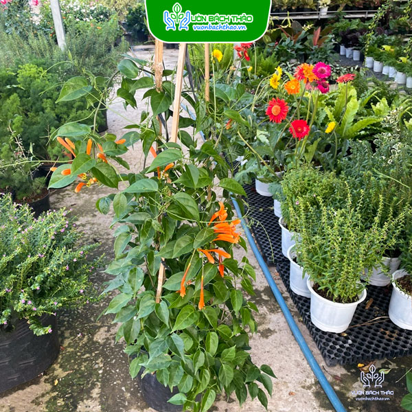 Cây Hoa Chùm Ớt (Rạng Đông)