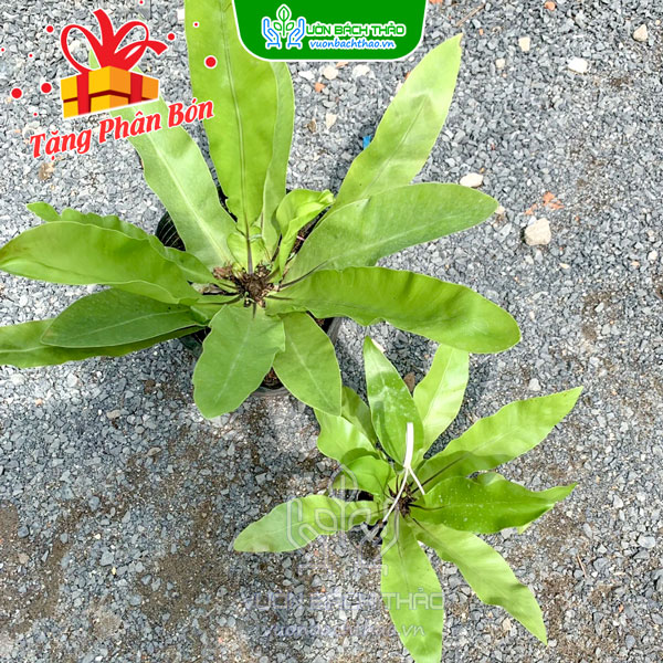 Cây Ráng Ổ Phụng