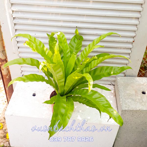 Cây Ráng Ổ Phụng