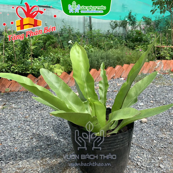 Cây Ráng Ổ Phụng