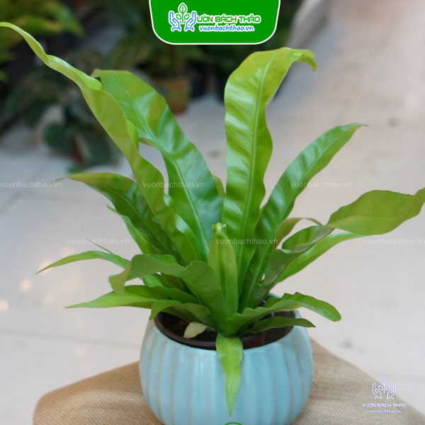 Cây Ráng Ổ Phụng Để Bàn