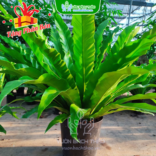 Cây Lan Tổ Điểu - Asplenium Antiquum