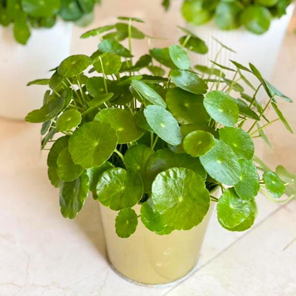 Cây Cỏ Đồng Tiền (Rau Má Kiểng)