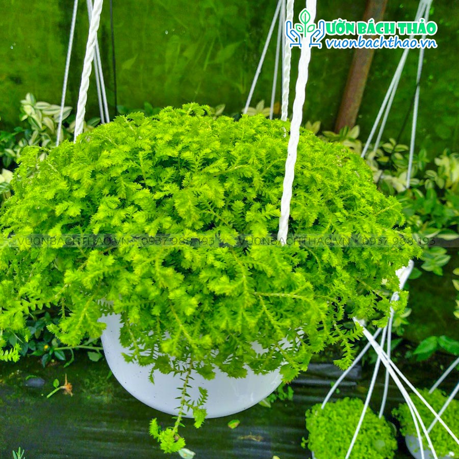 Cây Tùng Rêu San Hô Chậu Treo