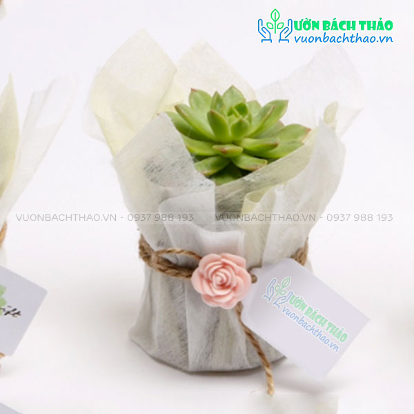 Cây Sen Đá Mini Quà Tặng