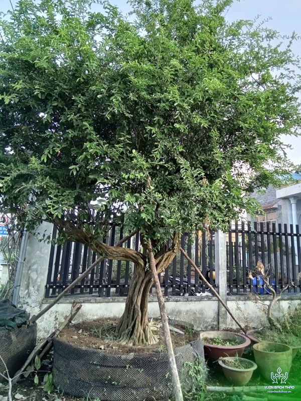 Cây Sơ Ri Trồng Công Trình