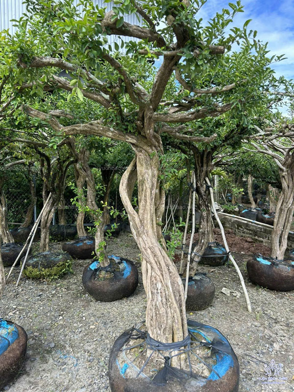 Cây Sơ Ri Trồng Công Trình