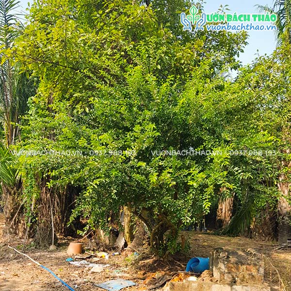 Cây Sơ Ri Trồng Công Trình | Vườn Bách Thảo