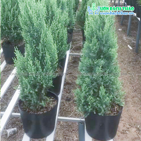 Cây Sơn Tùng (Tùng Búp)