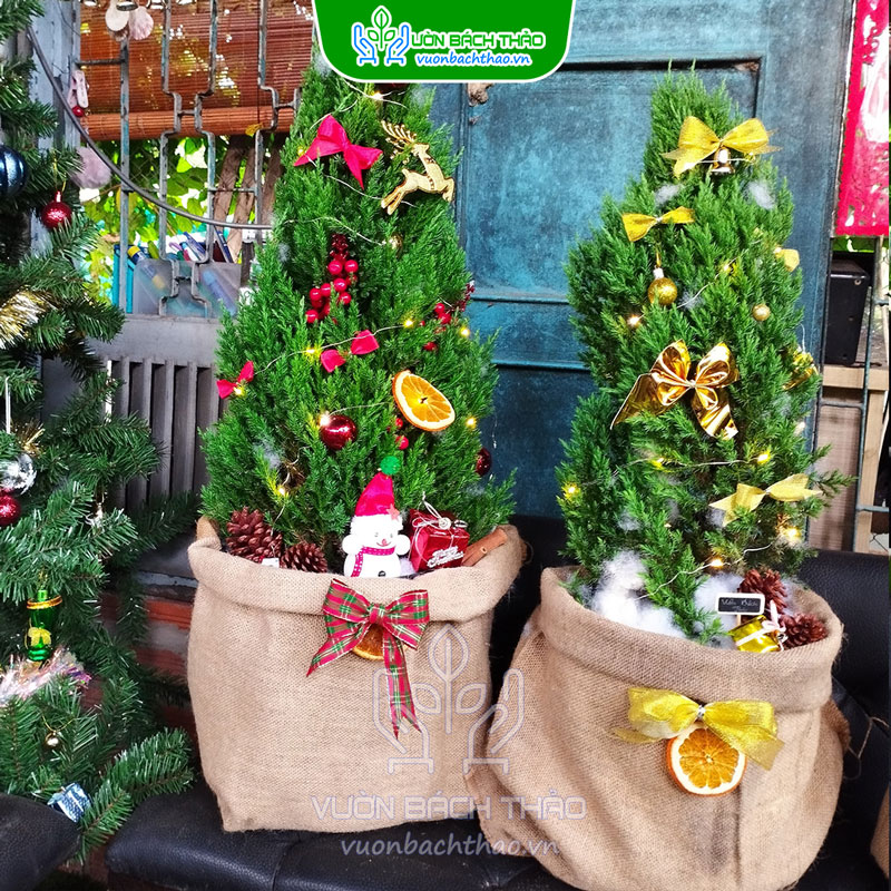 Cây Sơn Tùng Trang Trí Noel