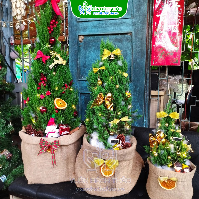 Cây Sơn Tùng Trang Trí Noel