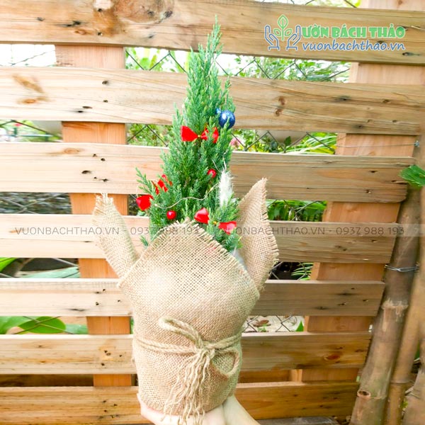 Cây Sơn Tùng Mini Trang Trí Noel