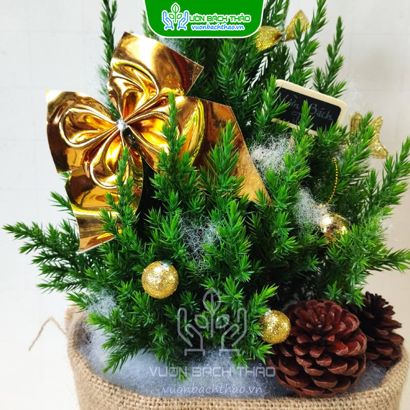 Cây Sơn Tùng Mini Trang Trí Noel