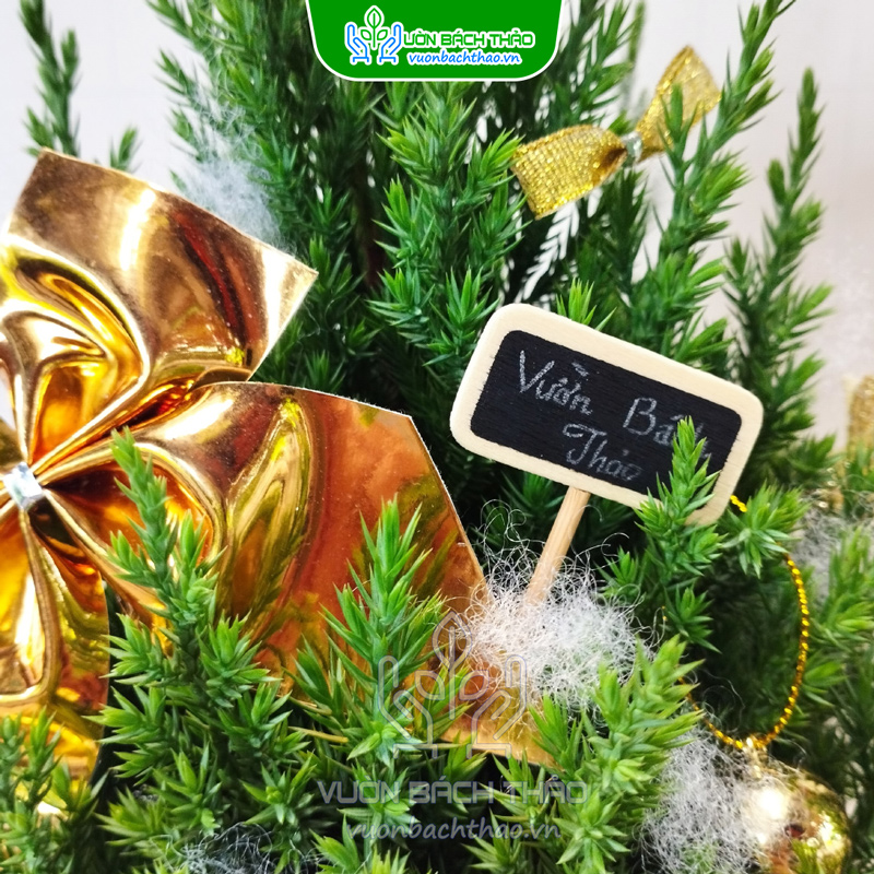 Cây Sơn Tùng Mini Trang Trí Noel