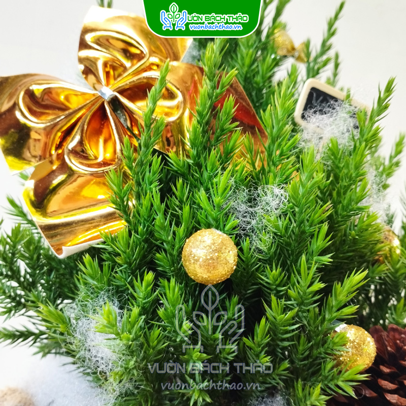 Cây Sơn Tùng Mini Trang Trí Noel