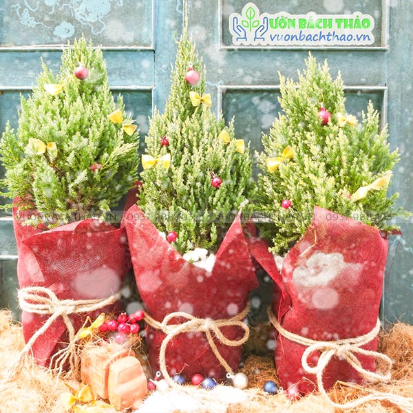 Cây Sơn Tùng Trang Trí Noel