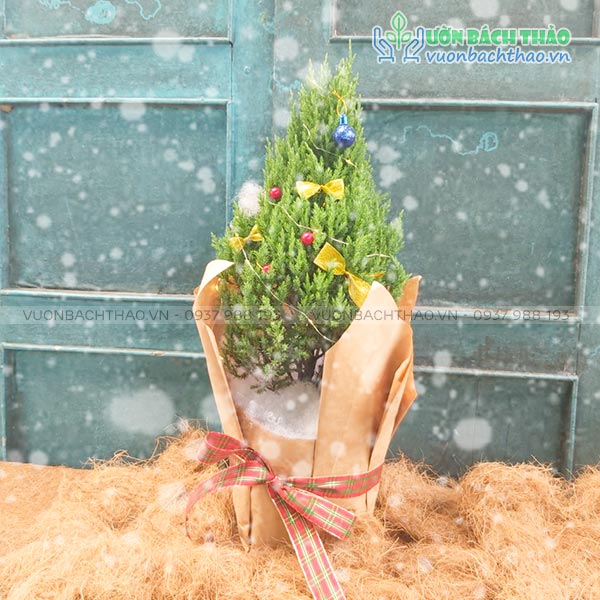 Cây Sơn Tùng Trang Trí Noel