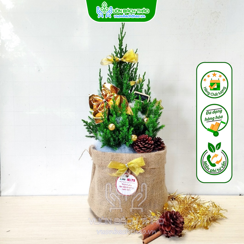 Cây Sơn Tùng Mini Trang Trí Noel