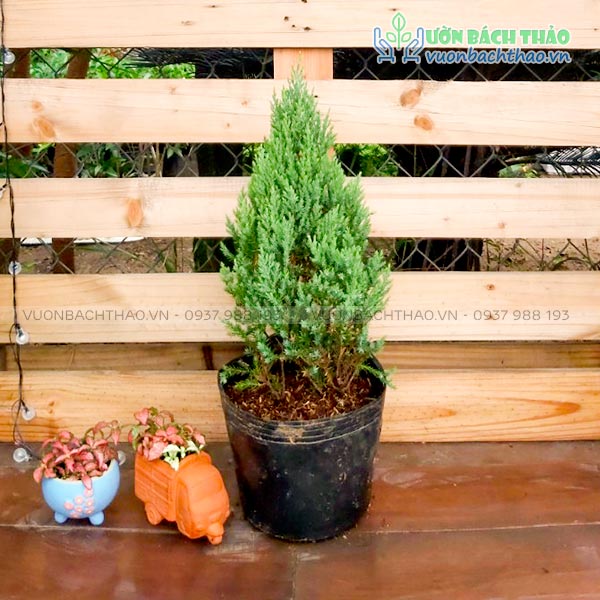 Cây Sơn Tùng (Tùng Búp)