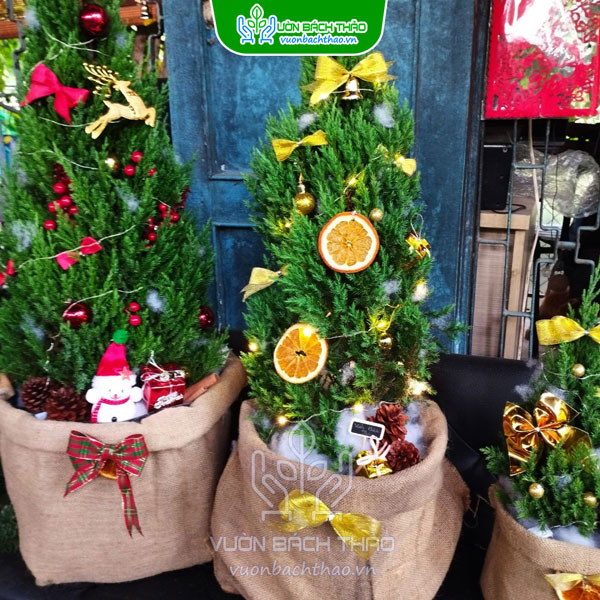 Cây Sơn Tùng Trang Trí Noel
